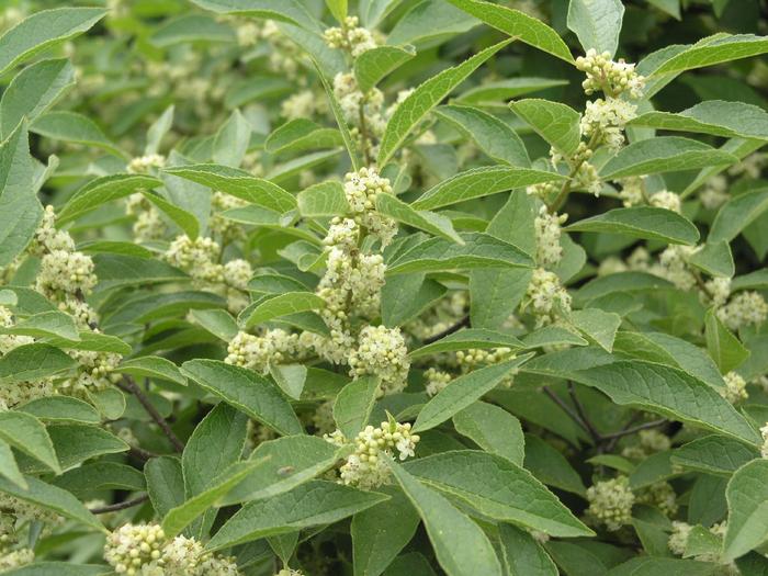 Ilex verticillata Raritan Chief