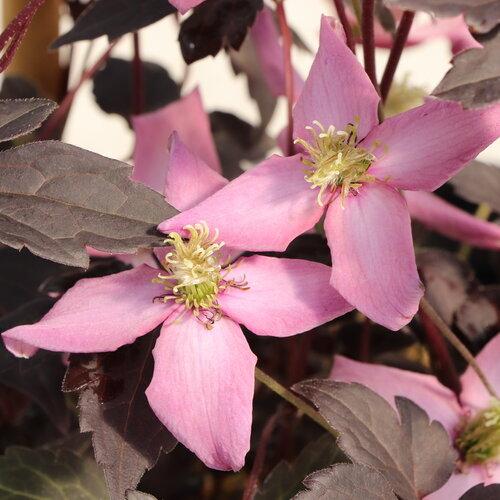 Clematis Moongate Mocha™
