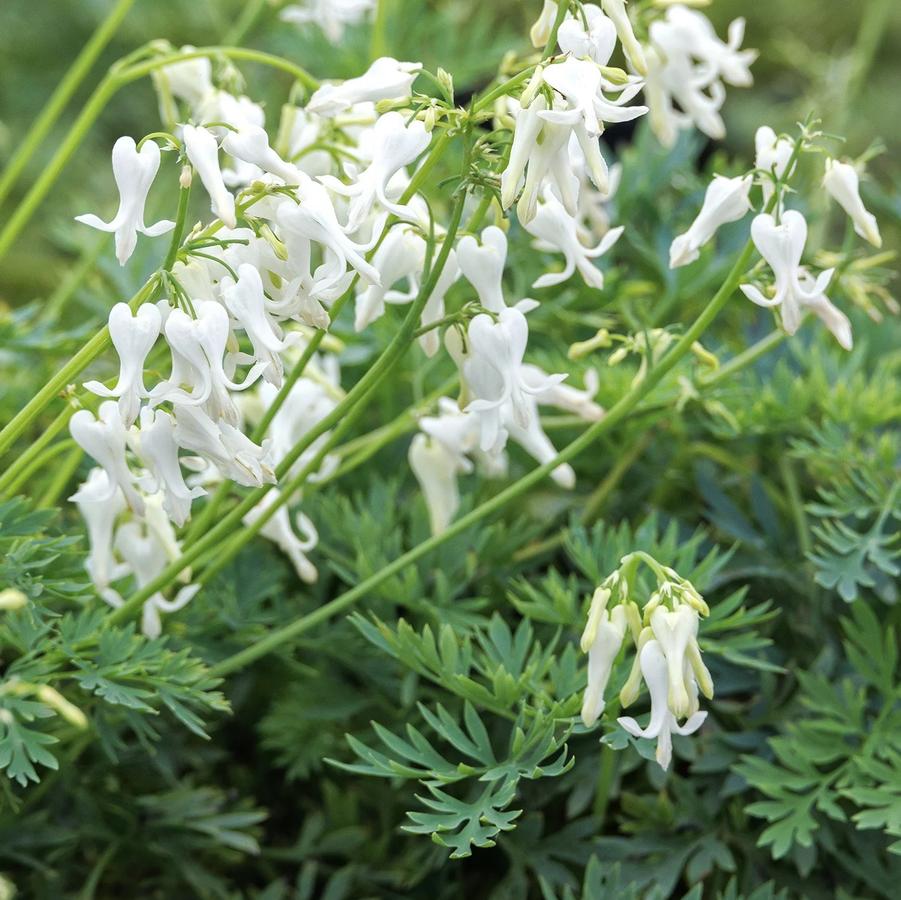Dicentra Amore™ Titanium PP35856