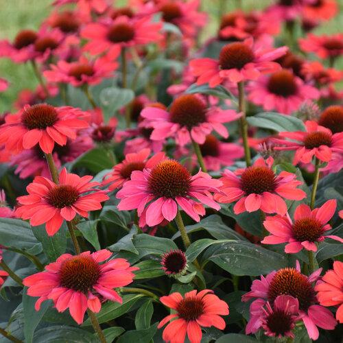 Echinacea Color Coded® Knock'em Red
