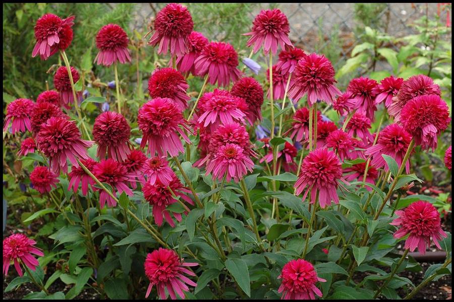Echinacea purpurea Raspberry Truffle