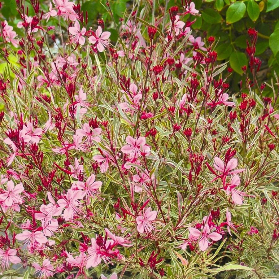 Gaura lindheimeri Passionate Rainbow PP17002