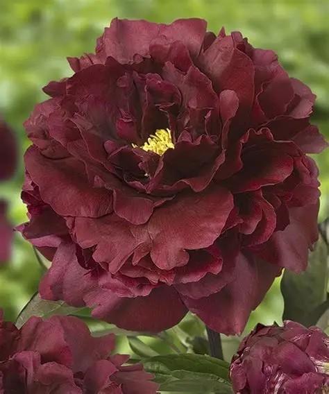 Paeonia lacttiflora Black Beauty