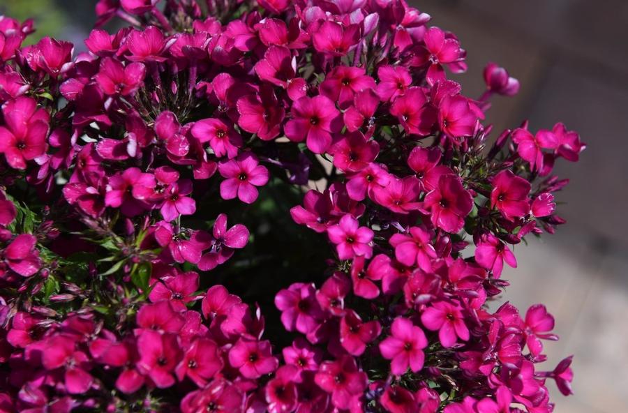 Phlox paniculata Early® Cerise