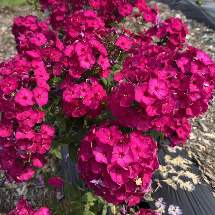 Phlox paniculata Flame™ Bordeaux Red