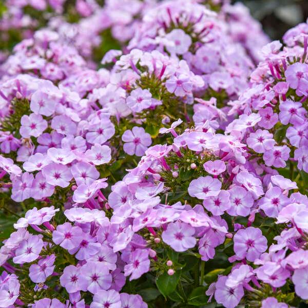 Phlox paniculata Garden Girls® Fancy Girl