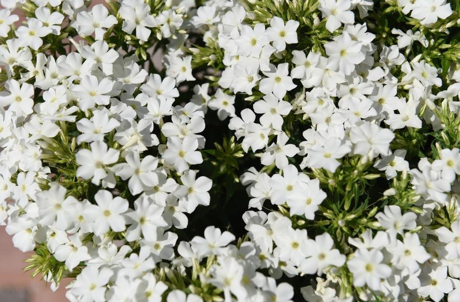 Phlox paniculata Early® White