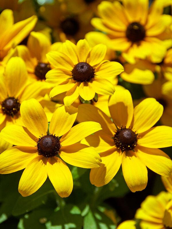 Rudbeckia SmileyZ™ Speedy