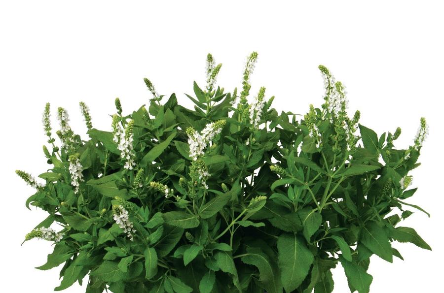 Salvia nemorosa Clarity