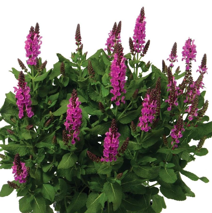 Salvia nemorosa Noble Princess