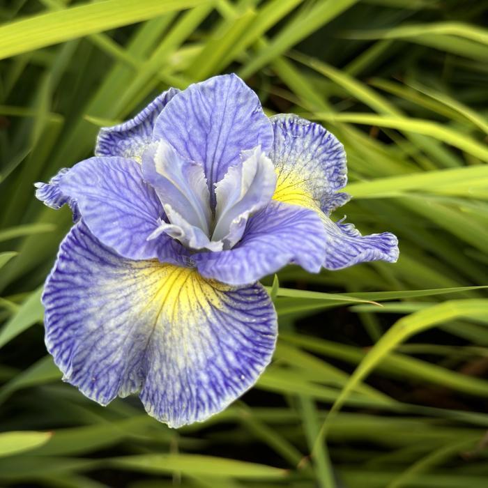 Iris sibirica Cape Cod Boys