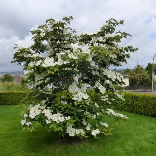 Cornus kousa Venus