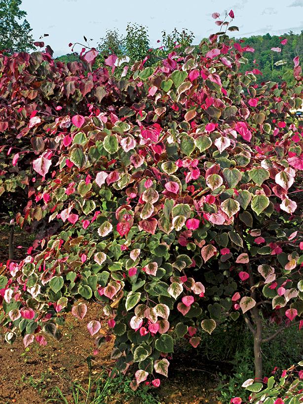 Cercis canadensis Carolina Sweetheart