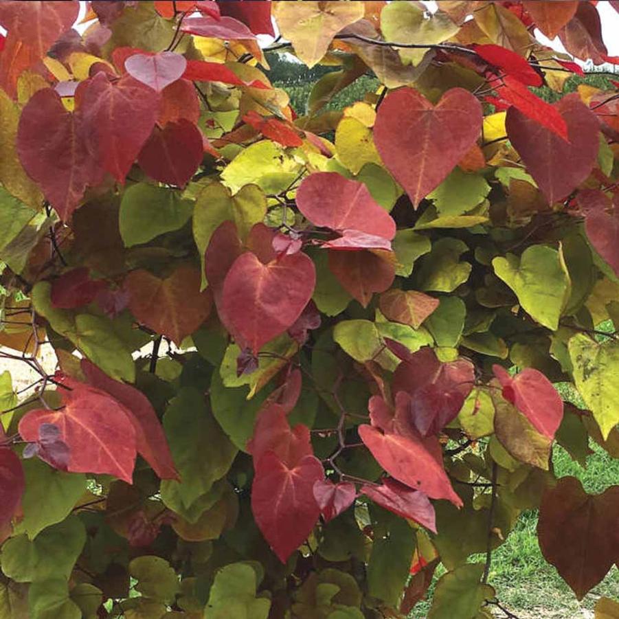 Cercis canadensis Flame Thrower