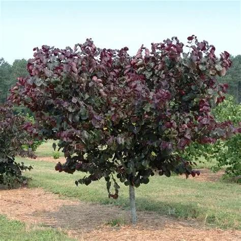 Cercis canadensis Merlot
