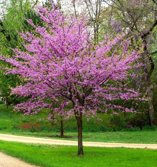 Cercis canadensis 