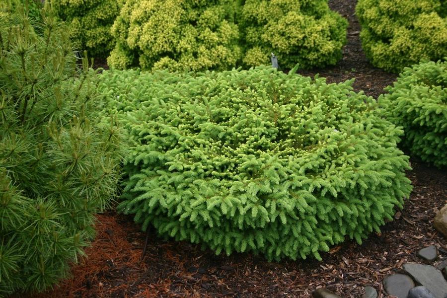 Picea abies Nidiformis