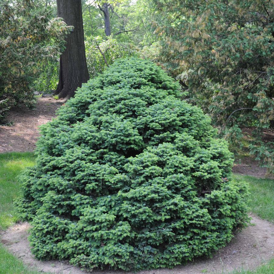 Picea omorika Nana (Tree Form)