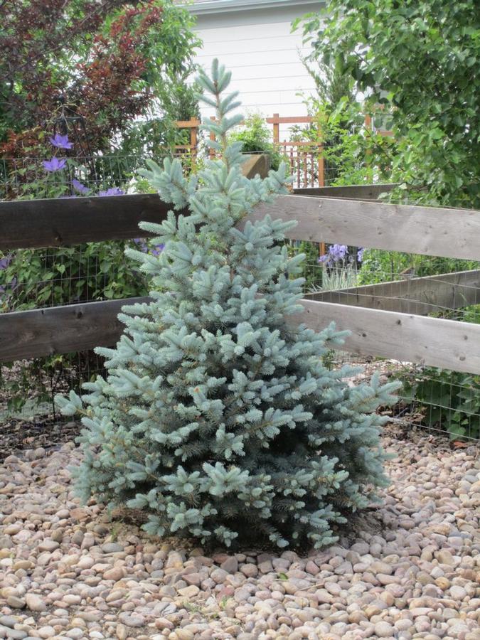 Picea pungens Baby Blue Eyes