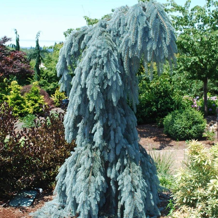 Picea pungens Glauca Slenderina Pendula