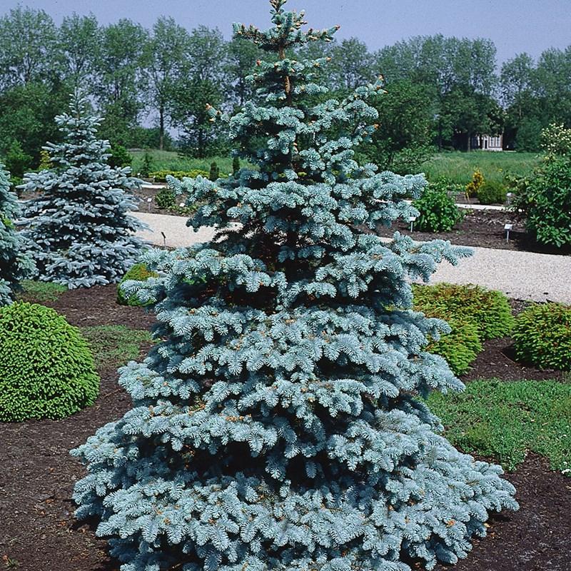 Picea pungens Hoopsii