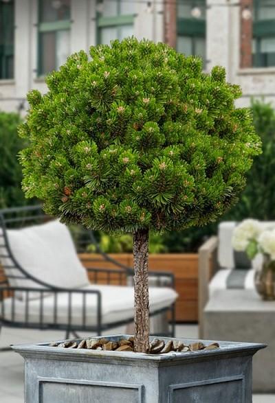 Pinus mugo Sherwood Compact