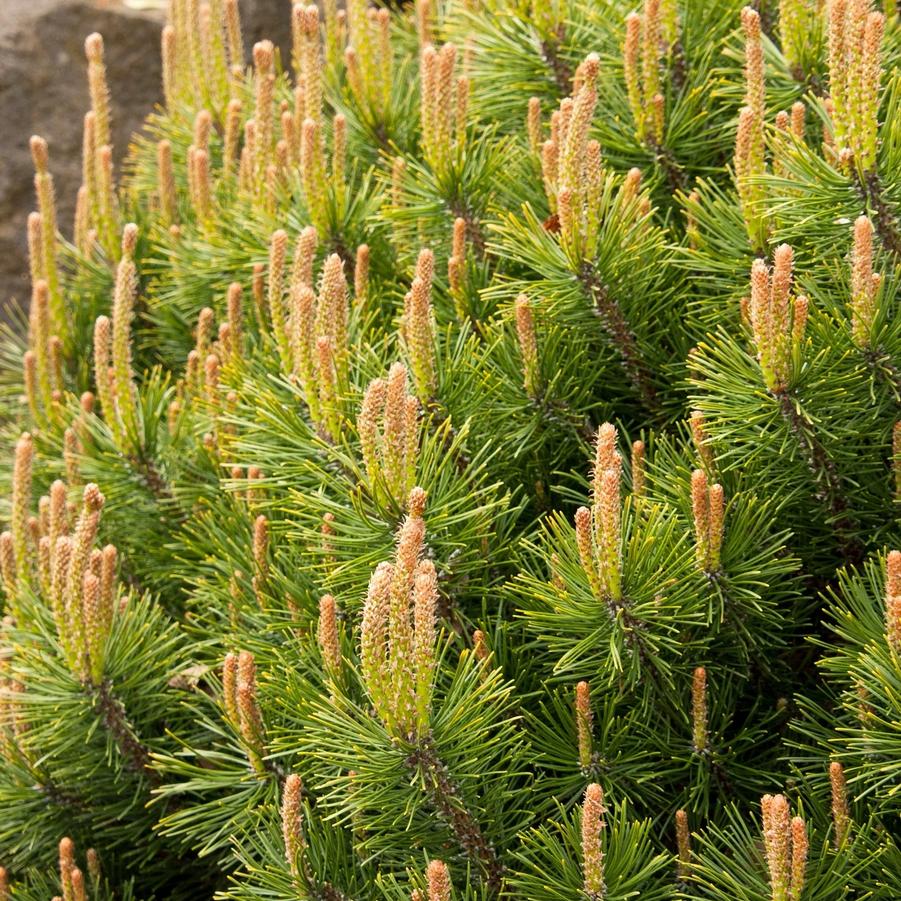 Pinus mugo Tyrolean