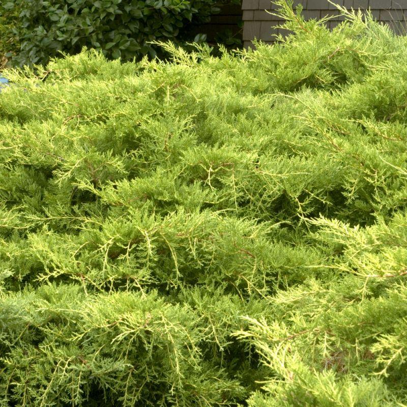Juniperus chinensis Casino Gold