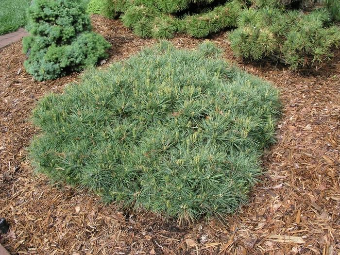 Pinus strobus Blue Shag