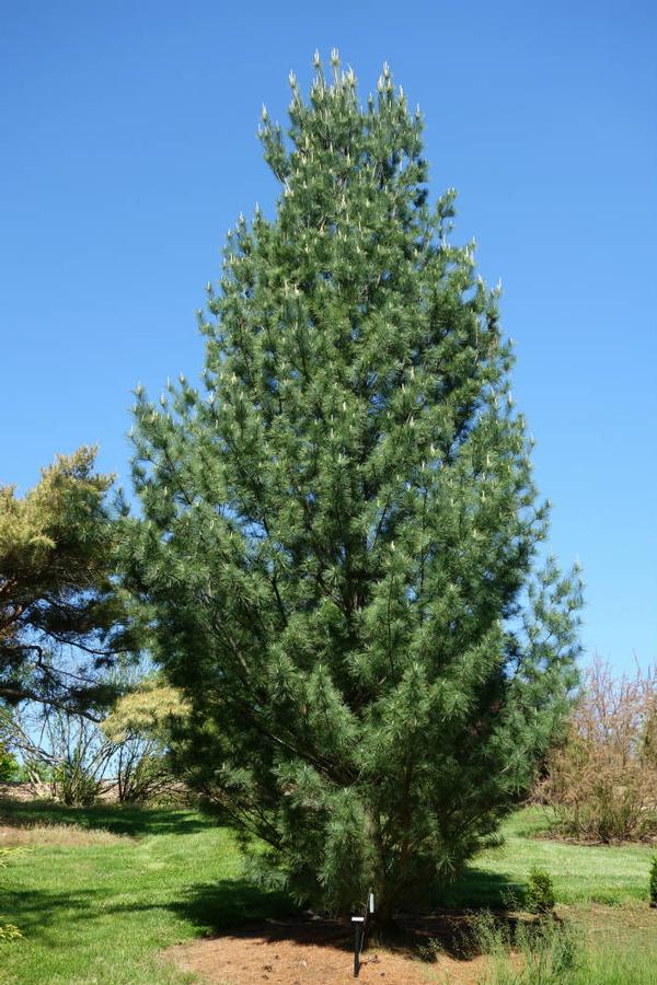 Pinus strobus Fastigiata