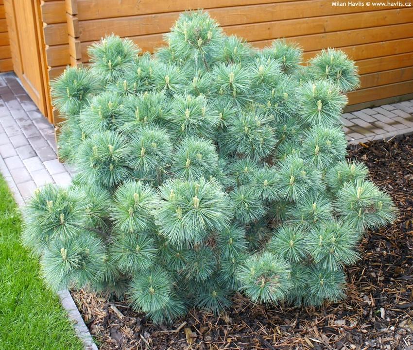 Pinus strobus Nana (Tree Form)