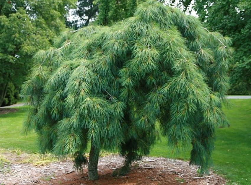 Pinus strobus Pendula