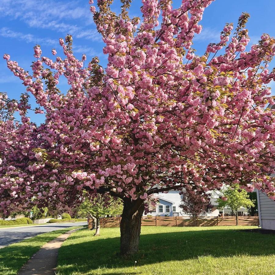 Prunus serrulata Kwanzan
