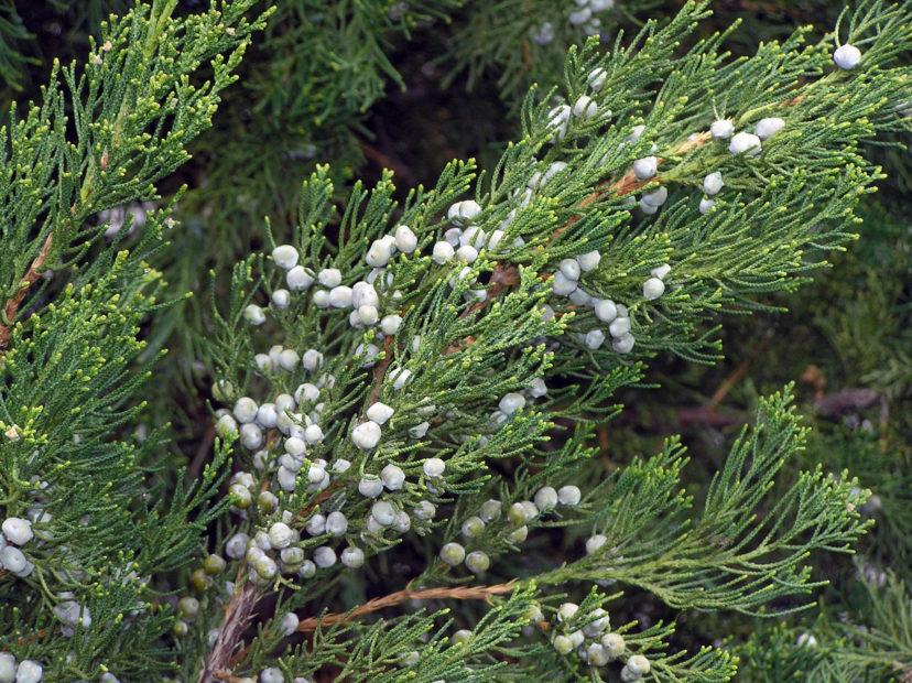 Juniperus chinensis Hetzii Columnaris