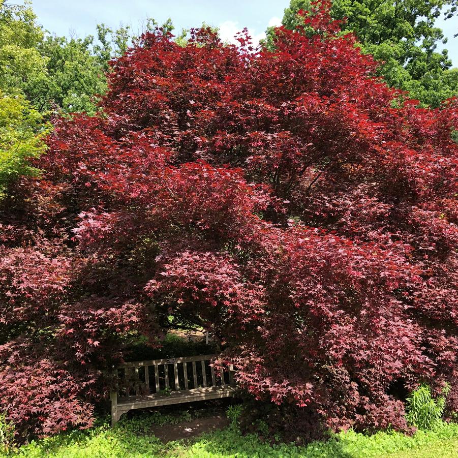 Acer palmatum Bloodgood