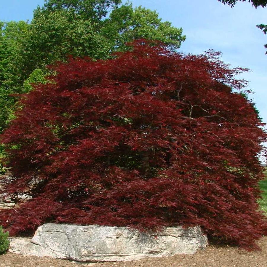 Acer palmatum Red Dragon