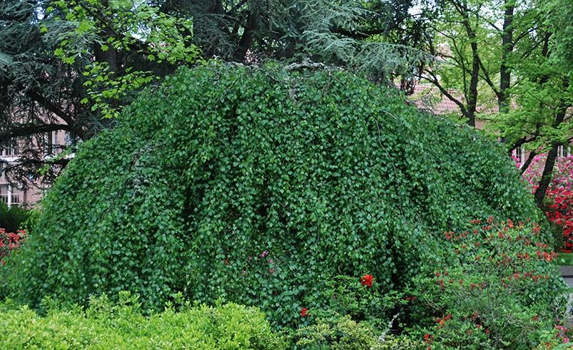 Betula pendula Youngii (Serpentine)