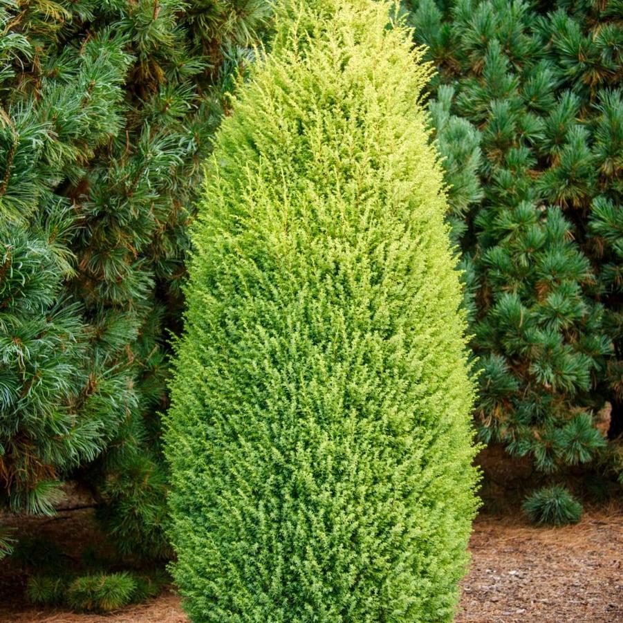 Juniperus communis Gold Cone