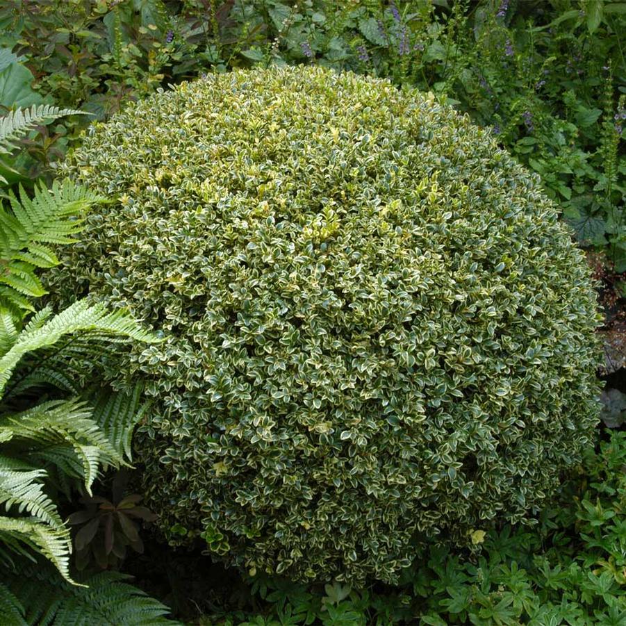 Buxus semp. Variegata