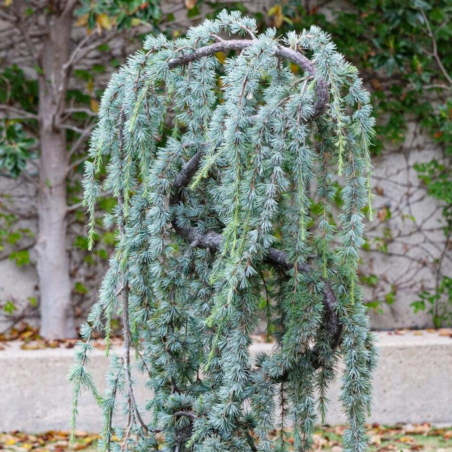 Cedrus atlantica Glauca Pendula (Weeping)