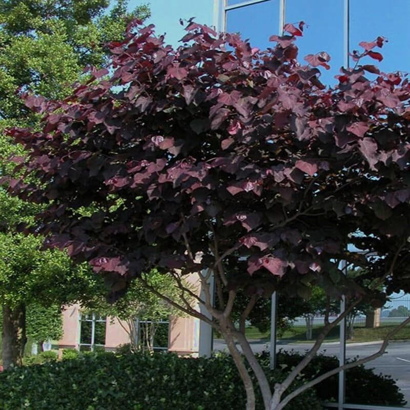 Cercis canadensis Black Pearl 48