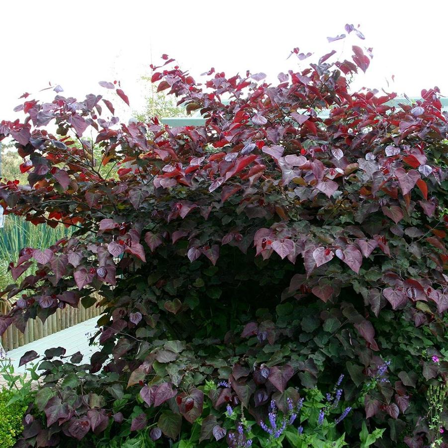 Cercis canadensis Forest Pansy (Tree Form)