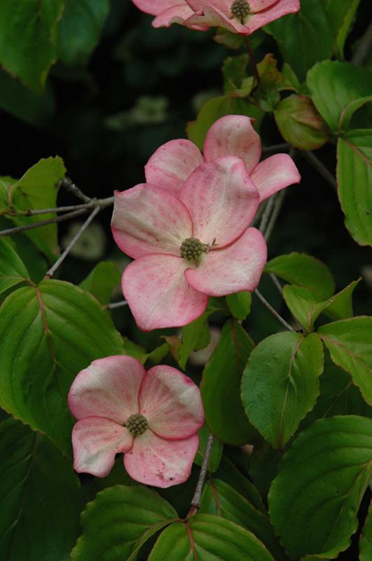 Cornus x Rutgan-Stellar Pink®