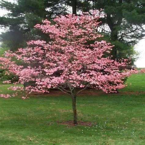 Cornus florida Cherokee Brave™ (Tree Form)