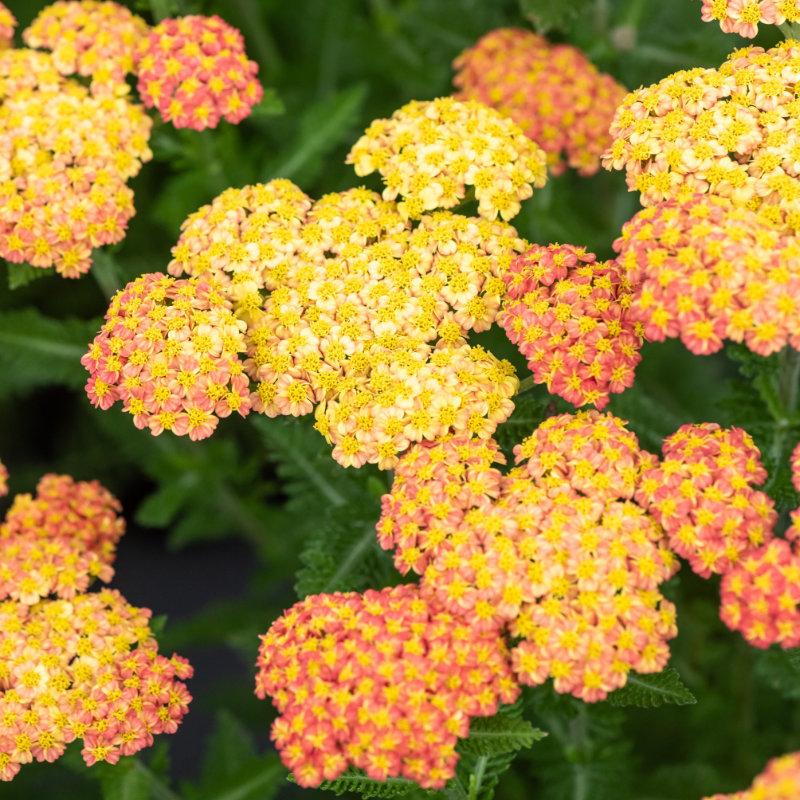 Achillea millefolium Skysail Yellow