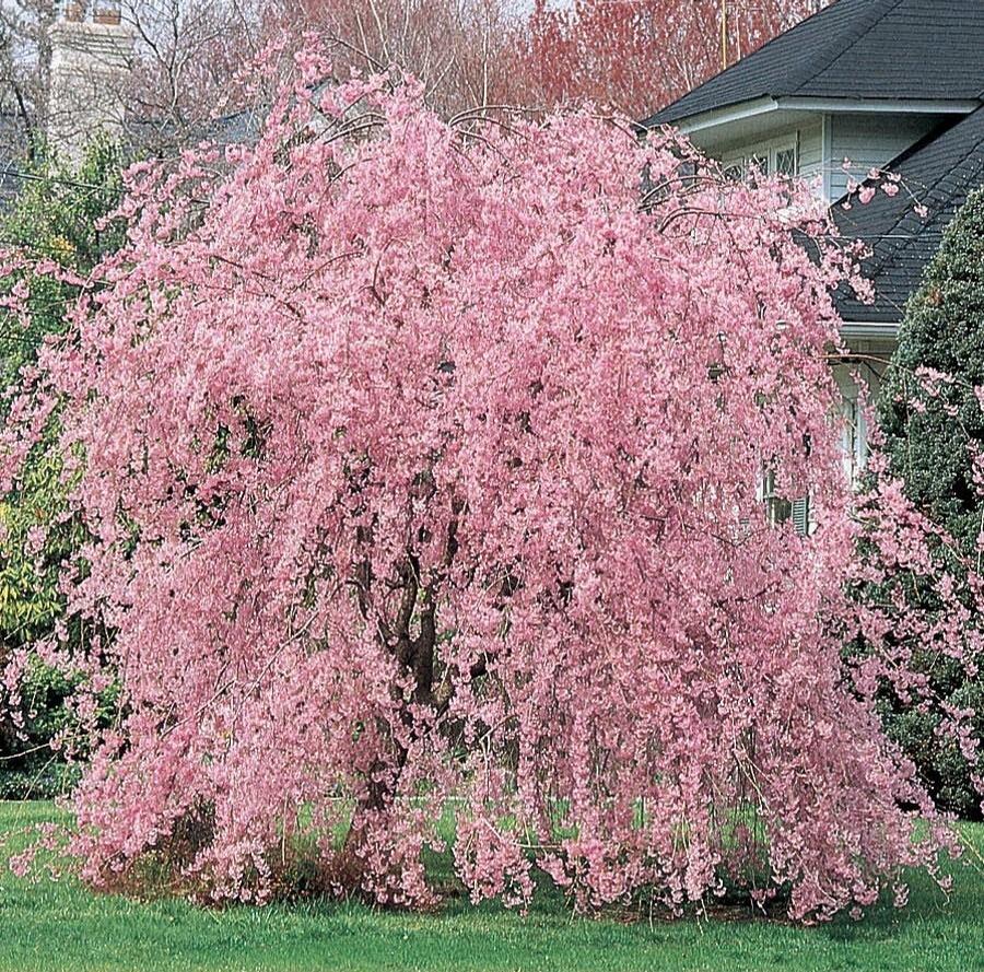 Prunus pendula 5' (Tree Form) 