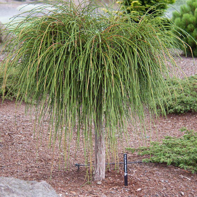 Thuja plicata Whipcord (Tree Form)