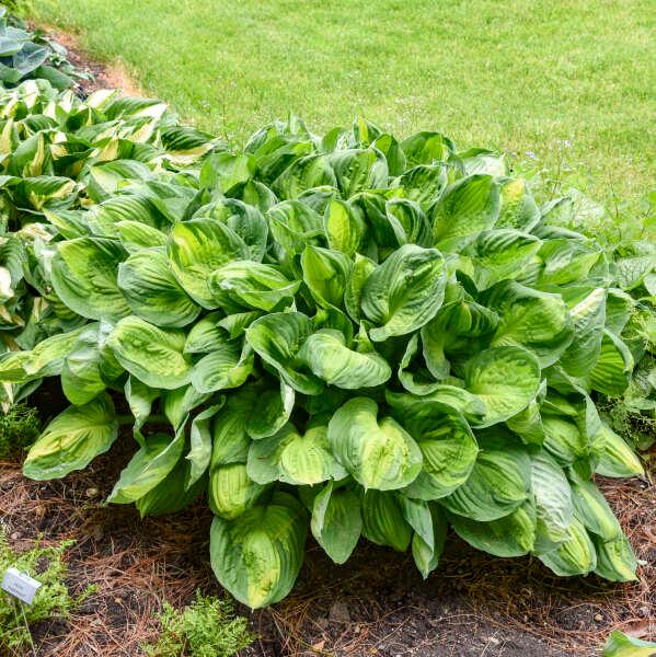 Hosta Captain Kirk