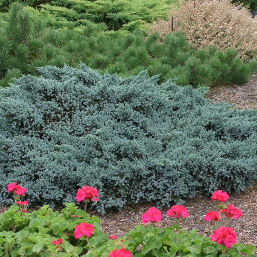 Juniperus squamata Blue Star