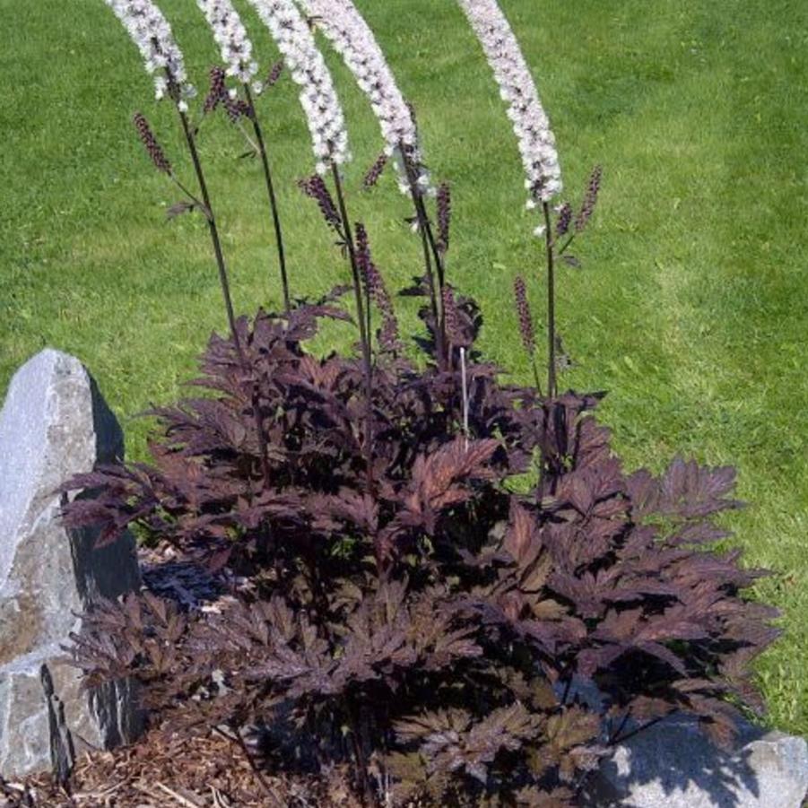 Actaea Black Negligee